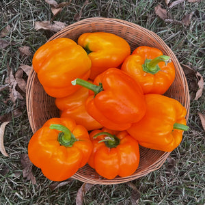 Hossinator Orange Hybrid Bell Pepper F1 -  HOSS - Orange Bell Pepper