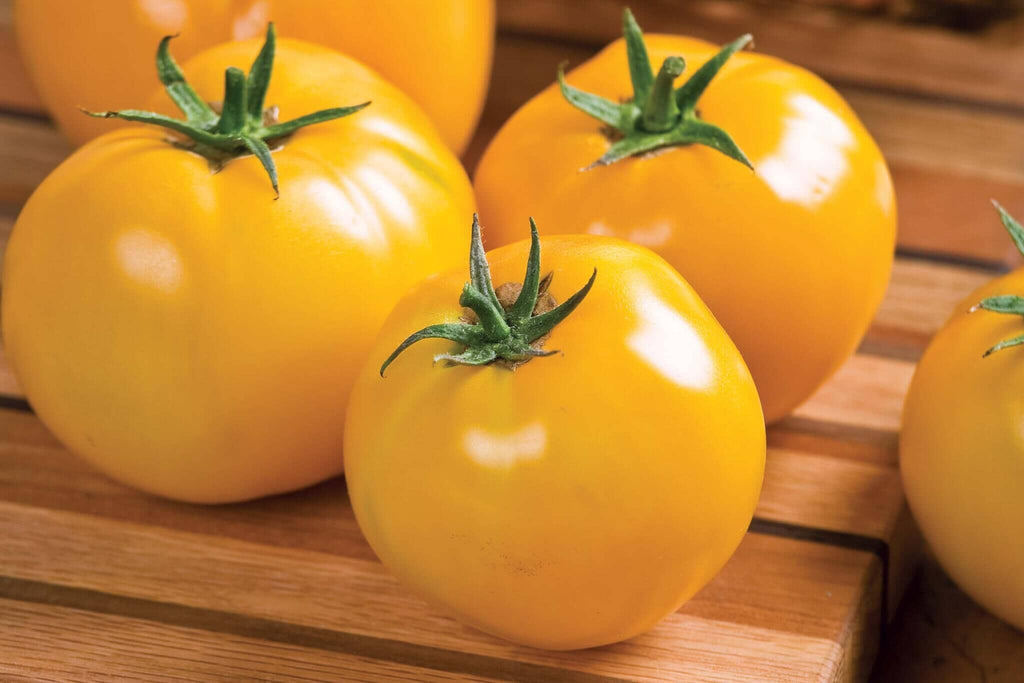 Chef's Choice Orange Hybrid Tomato – Tomato Growers Supply Company