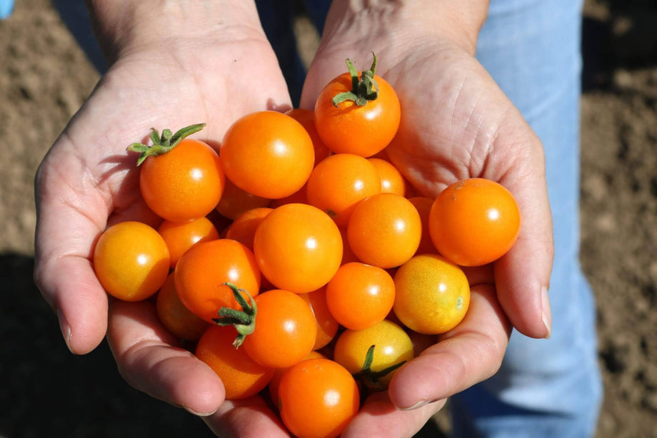 Indigo Blue Berries Tomato – HOSS