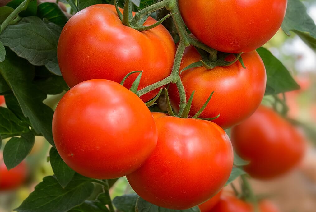 Container's Choice Red Hybrid Tomato F1