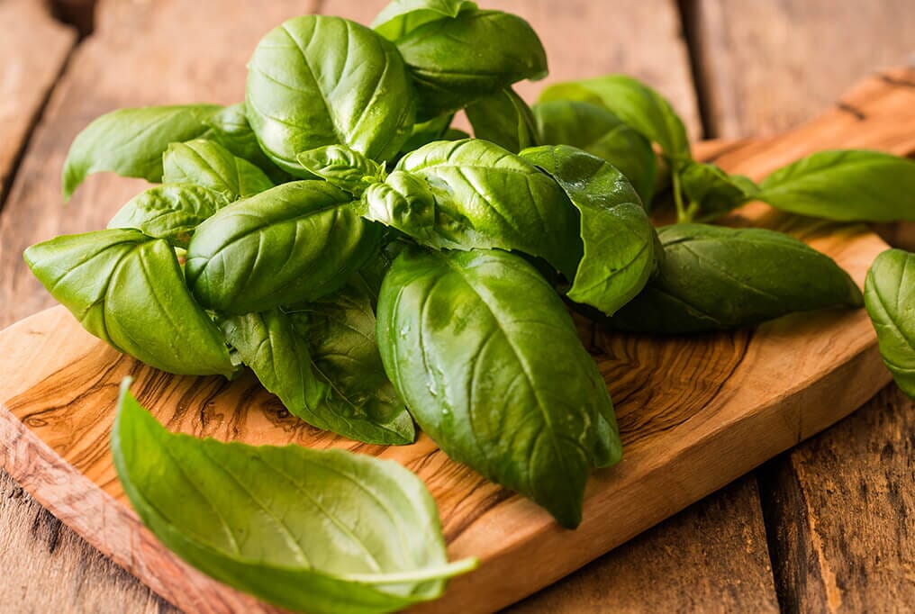 Genovese Basil