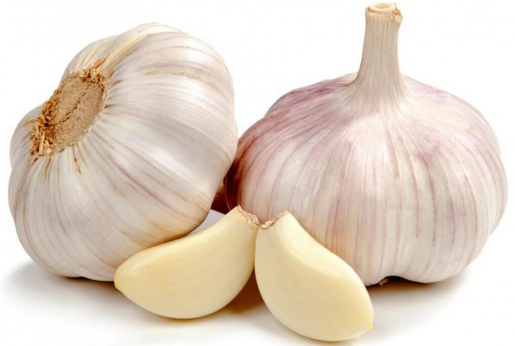 German White Garlic - HOSS product image