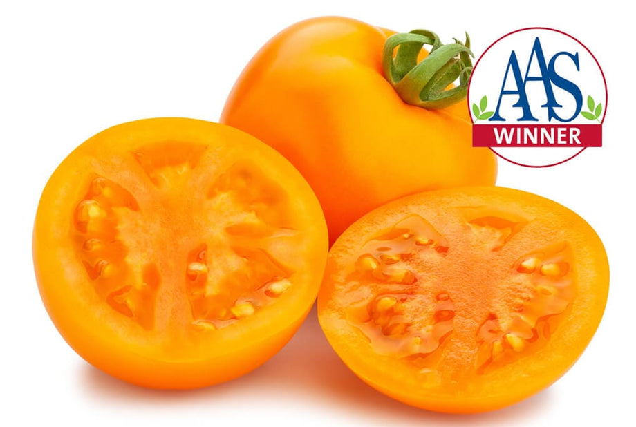 Chefs Choice Orange Hybrid Tomato Seeds