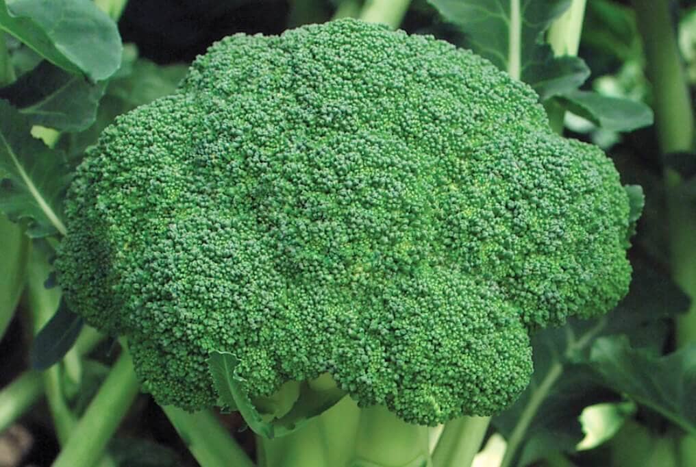 Marathon Hybrid Broccoli F1