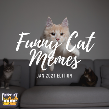 Cheer Up: Cat Memes Jan 2021 Edition – freaky-pet