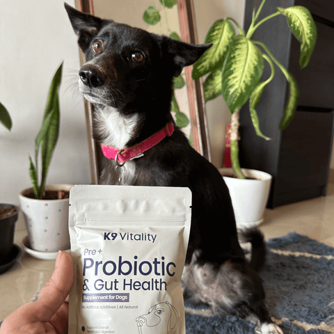 Probiotics supplement for dog itching