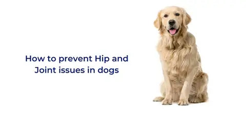 how to prevent hip and joint issues in dogs