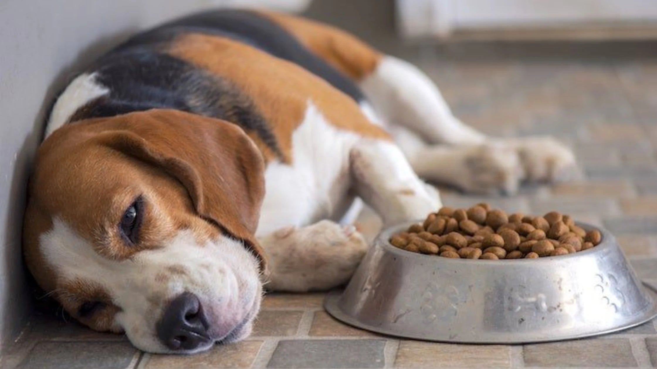 Why Gut Health Is Essential for Preventing Vomiting