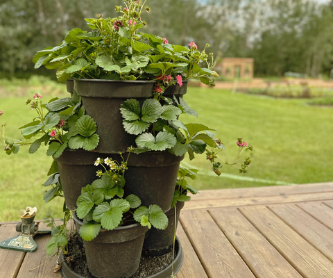 Vertical strawberry garden using stacked potting system.