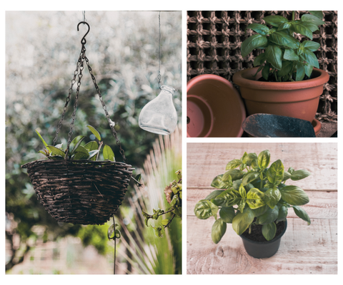 Hanging baskets, terracotta plant pots and plastic nursery plant pots.