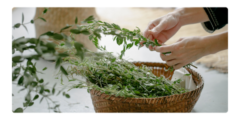 Cleaning home grown herbs