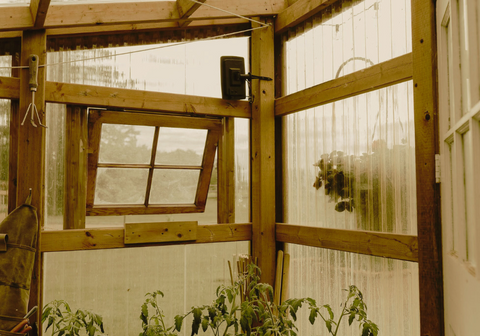 Greenhouse ventilation through windows 