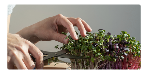 Harvesting microgreens