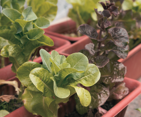 Lettuce growing in plastic nursery pots.