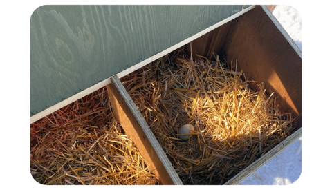 Chicken Coop Nesting Boxes