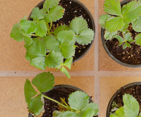 Potting starter strawberries in pots.