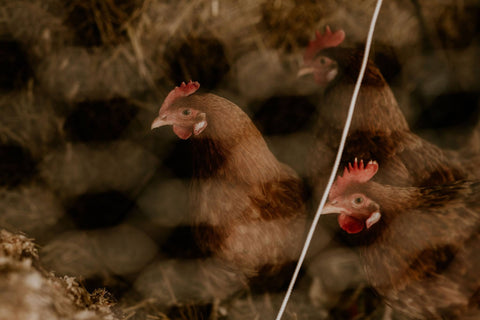 Broiler chickens in their chicken coop