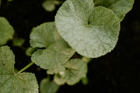 seed starts in an in-ground garden bed