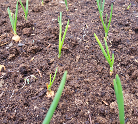 Seed starts of onions