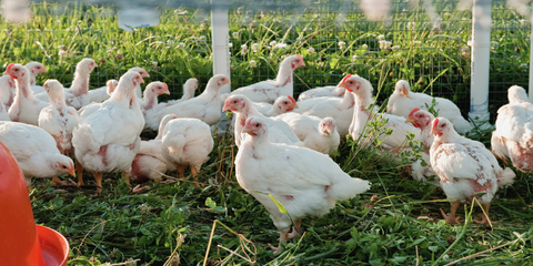 Raising meat birds