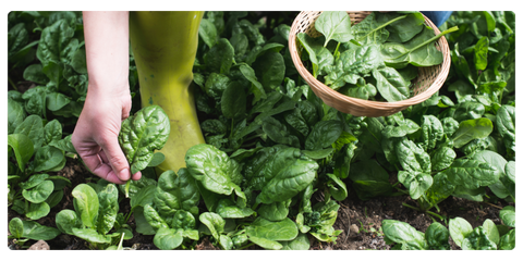 Gathering grown spinach leaves from the garden