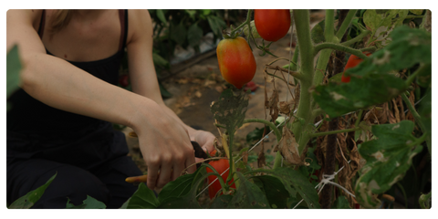 Harvesting fresh grown tomatos