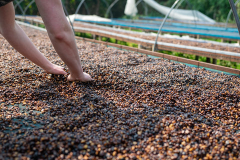 coffee drying with mucilage