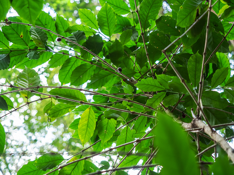 coffee cherries growing under a shade canopy