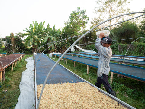thai coffee farmer with bucket of coffee beans preparing to lay them on a raised drying bed