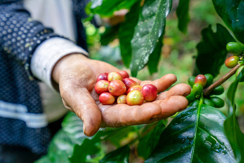 image of Thai villager holding ripe and unripe coffee cherries in the palm of their hand