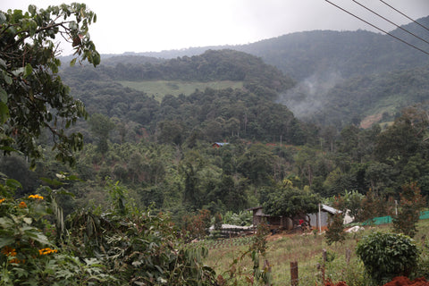 view of village in Thailand with coffee trees