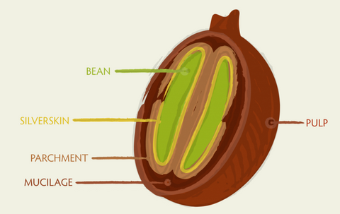 COFFEE BEAN definition and meaning