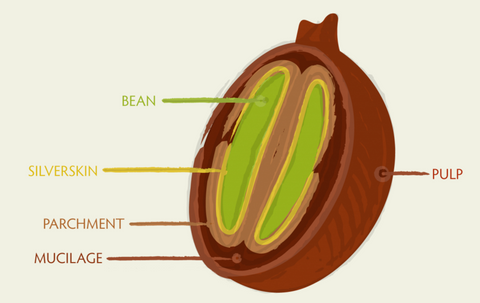 Where Our Coffee Comes From