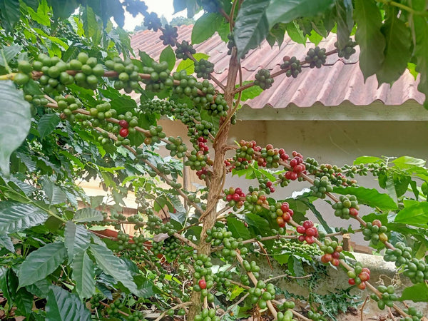 photo of rip coffee cherries on a coffee tree in Huay Mae LIem