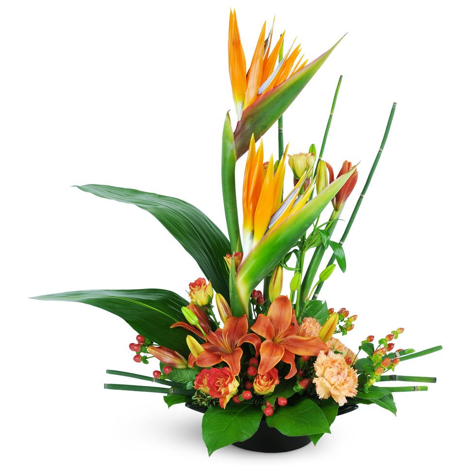 Vibrant Orange Flowers - Radiate Joy and Energy