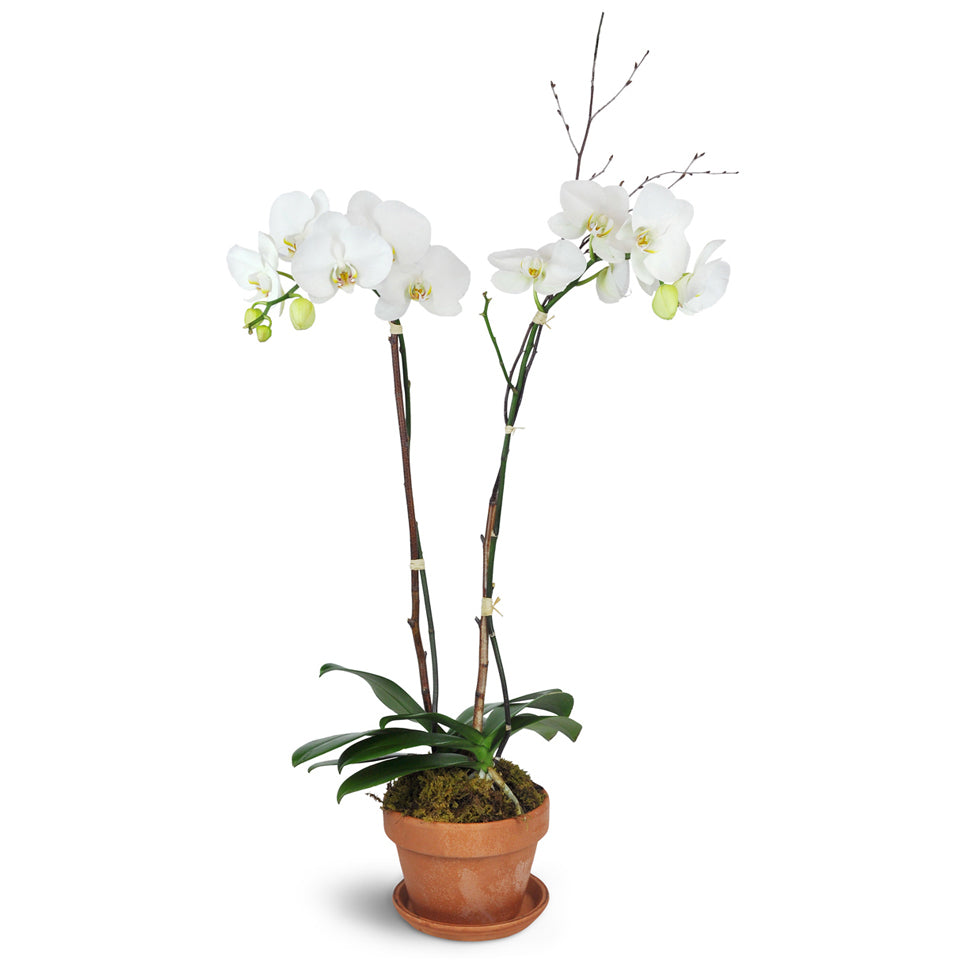 Magnificent Orchids™. Two white phalaenopsis orchids in a terra cotta dish accented with birch twigs and moss.