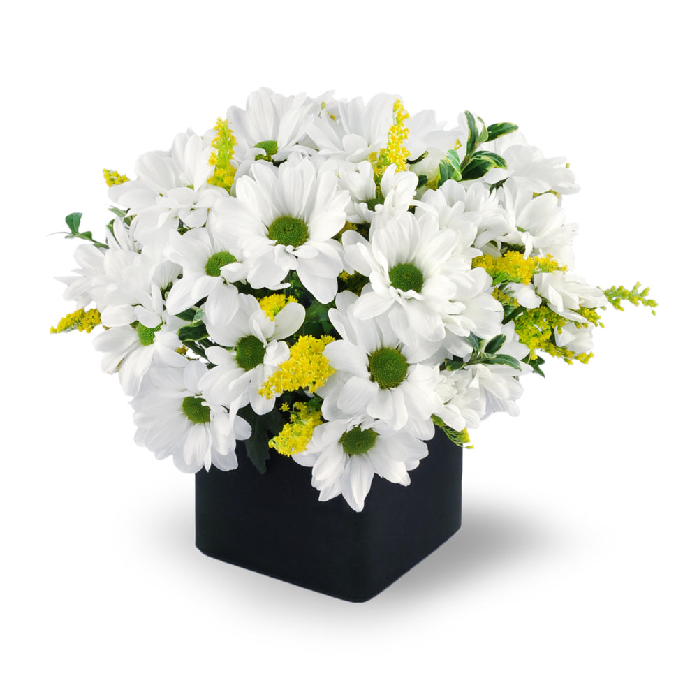 Daisy Delight. Cheerful daisies are beautifully arranged with solidago and oregonia in a cube vase.