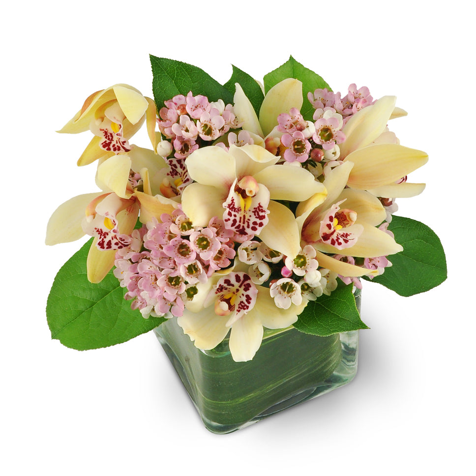 Delicate Delight. Your gift will include exotic pink mini Cymbidium orchids mixed with pretty pink waxflower and salal.