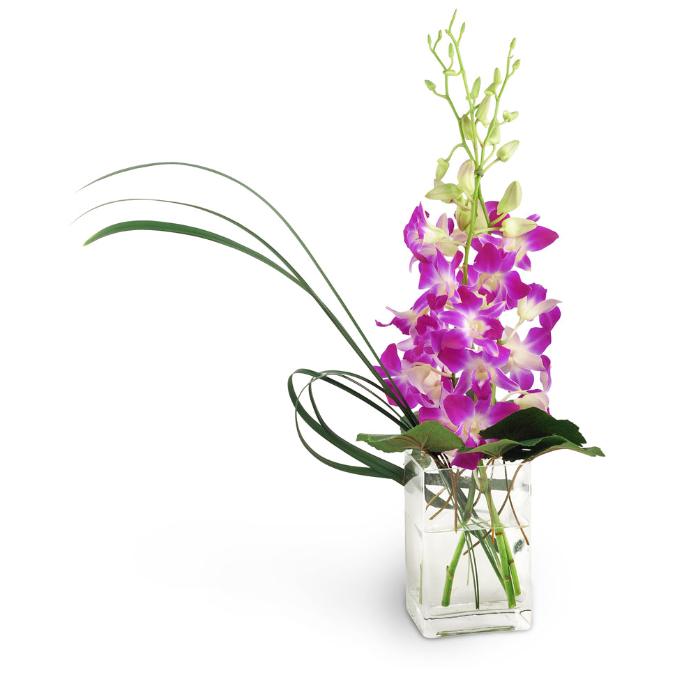 A Touch Of Pink™. Treat them to dendrobium orchids that pop against monkey grass and galax leaves.