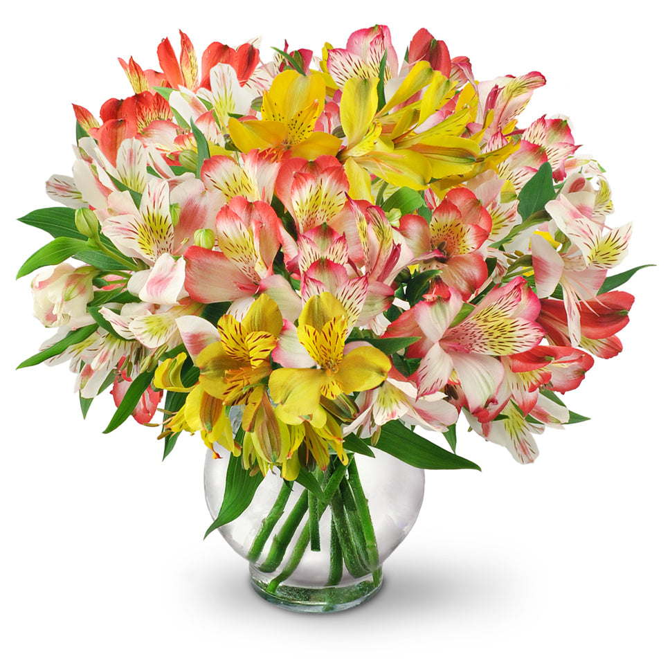 Perfect Peruvian Lilies - Premium. Bountiful stems of yellow, white, and red alstroemeria mingle in a classic vase.