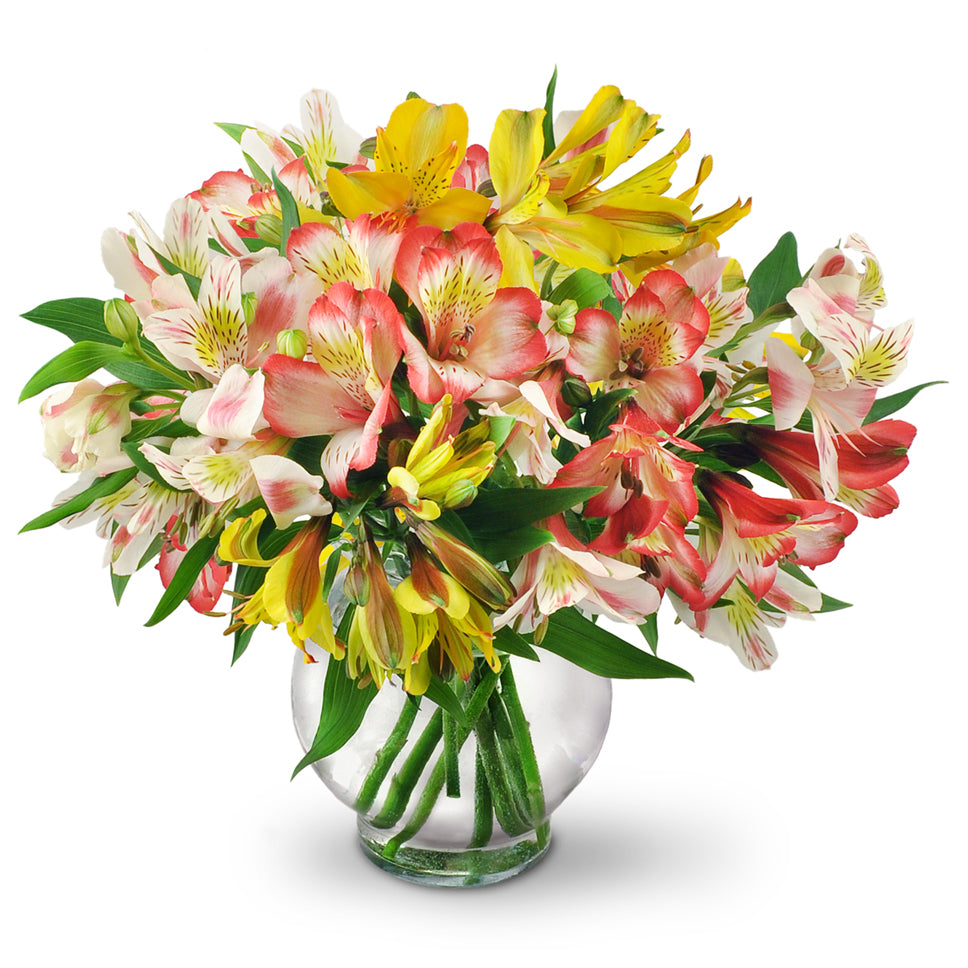 Perfect Peruvian Lilies - Standard. Bountiful stems of yellow, white, and red alstroemeria mingle in a classic vase.