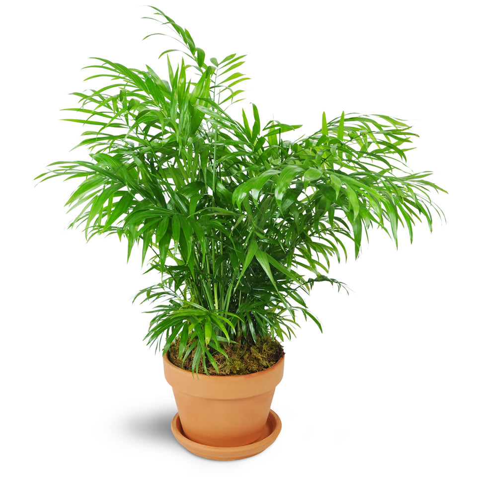 Petite Palm Plant. One palm plant is delivered in a terra cotta dish.