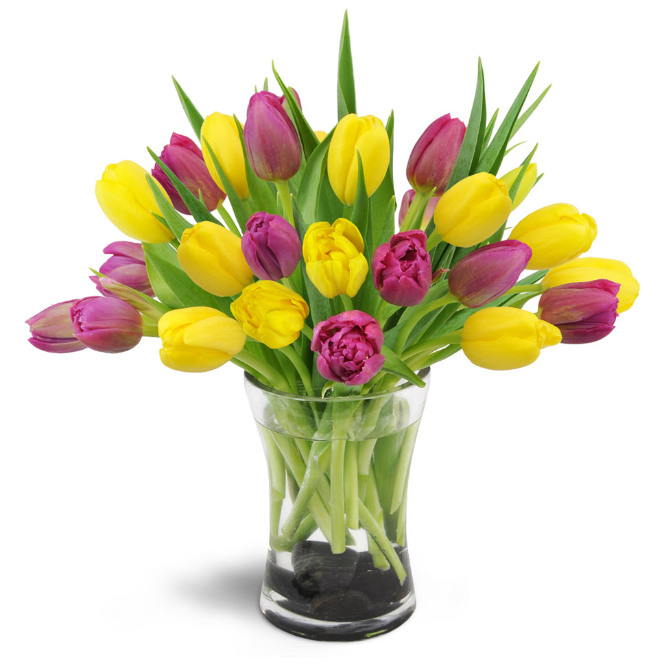 Springtime Duet™ - Premium. Twenty yellow and violet tulips are delightfully arranged in a glass vase.