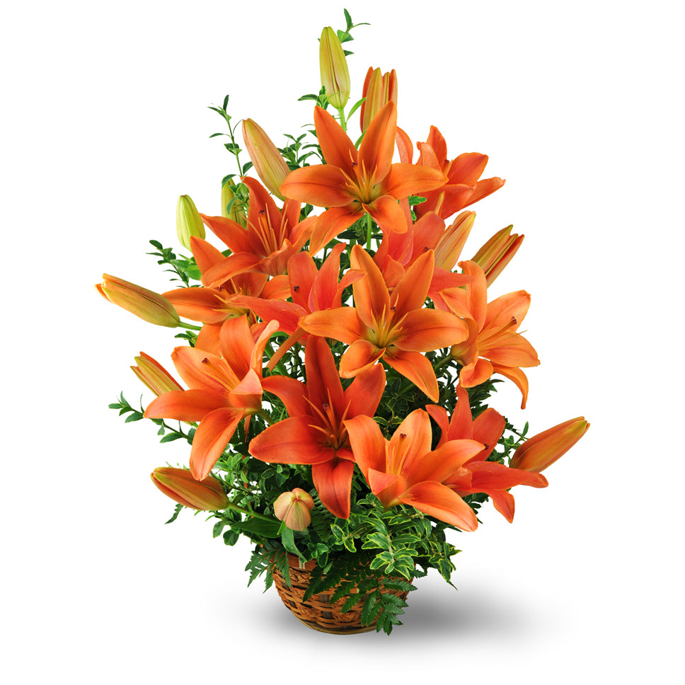 Asiatic Lily Basket premium flower arrangement. Vibrant orange lilies and oregonia are arranged in a reusable wicker basket.