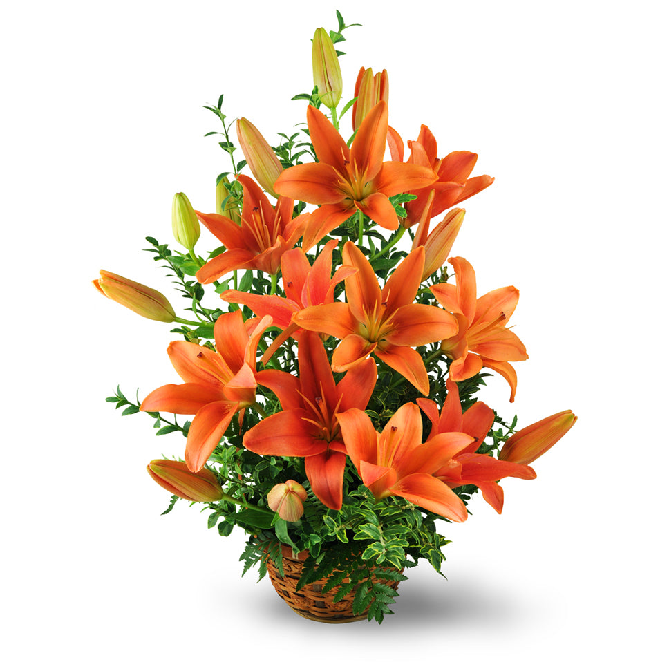 Asiatic Lily Basket deluxe flower arrangement. Vibrant orange lilies and oregonia are arranged in a reusable wicker basket.