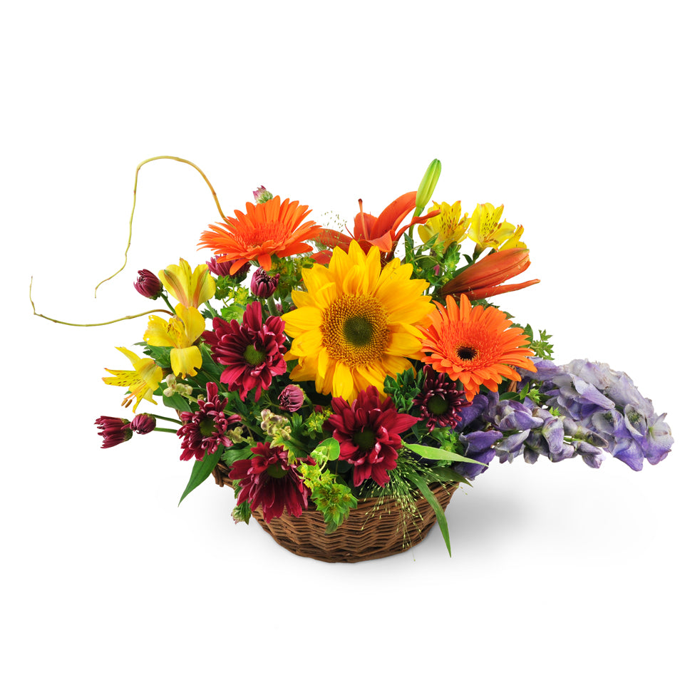 Basket of Wishes - Gerbera daisies, sunflowers, and Asiatic lilies expertly arranged with monkshood, chrysanthemum, and more.