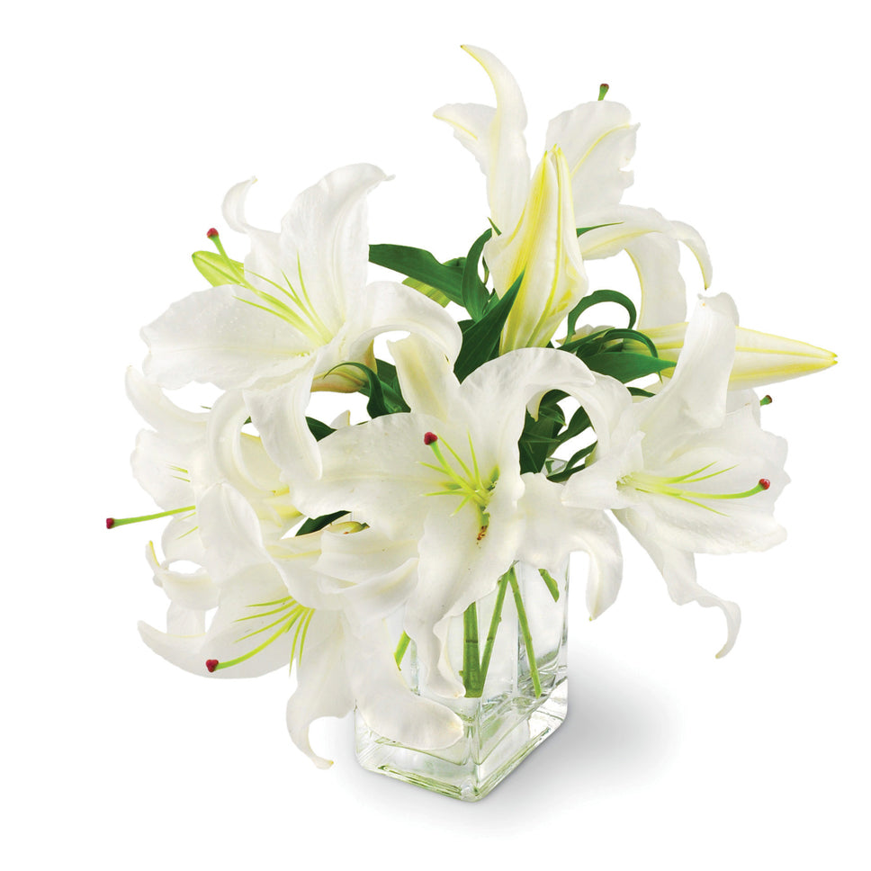 Peaceful Lilies. Four stems of white Asiatic lilies, with multiple blooms on each stem, are gracefully arranged in a clear glass vase.
