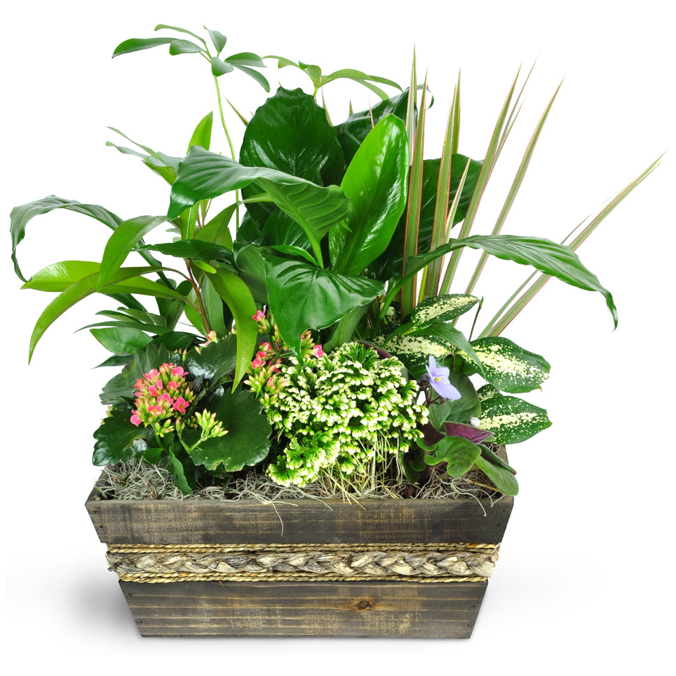 Garden of Memories. Send a breath of fresh air with this assortment of green and blooming plants.