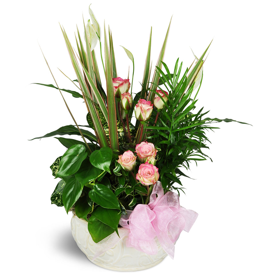 Sweet Memories Sympathy Planter™. This sympathy dish garden features cut pink spray roses, assorted green plants, and a soft pink bow in decorative ceramic bowl.