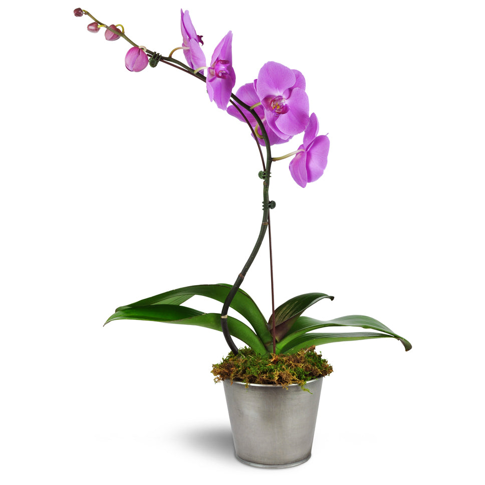Phalaenopsis Orchid. One purple phalaenopsis plant arrives in a modern planter.